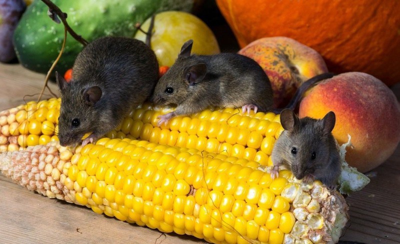 Крысы в огороде