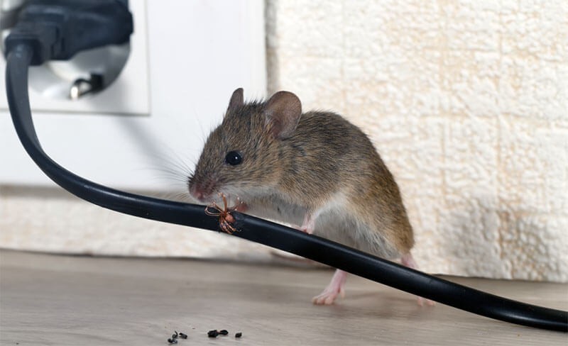 Опасные крысы